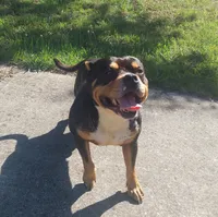 Bear, a male American Bully for sale in Hampton, GA – 3 of 10