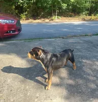 Bear, a male American Bully for sale in Hampton, GA – 5 of 10