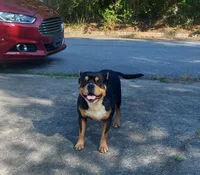 Bear, a male American Bully for sale in Hampton, GA – 2 of 10