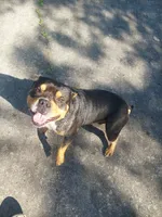 Bear, a male American Bully for sale in Hampton, GA – 6 of 10