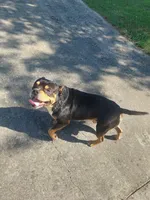 Bear, a male American Bully for sale in Hampton, GA – 9 of 10