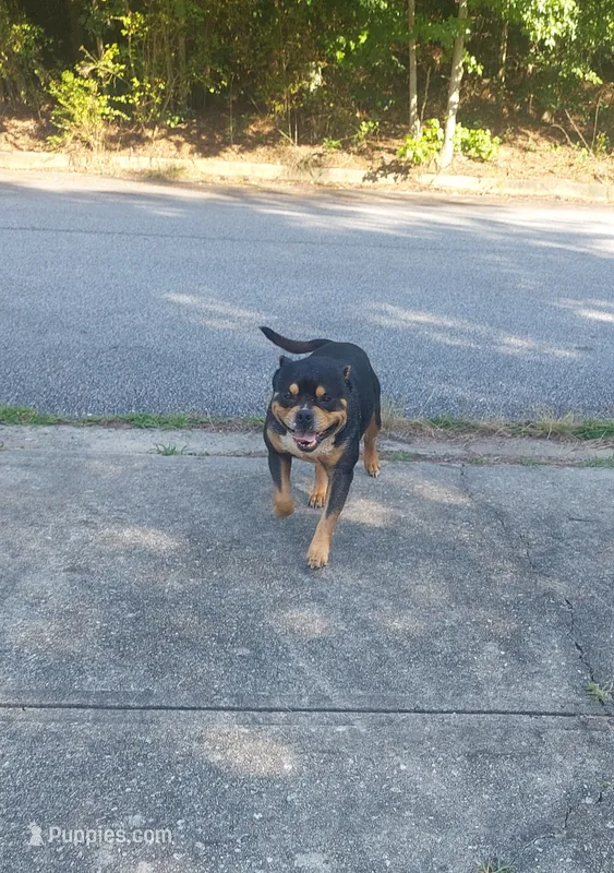 Bear – American Bully puppy for sale in Hampton, GA