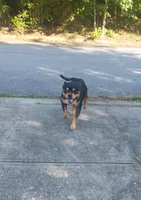 Bear, a male American Bully for sale in Hampton, GA – 1 of 10