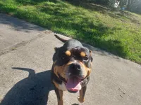 Bear, a male American Bully for sale in Hampton, GA – 4 of 10