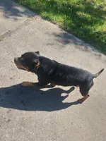 Bear, a male American Bully for sale in Hampton, GA – 7 of 10