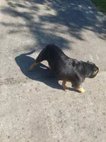 Bear, a male American Bully for sale in Hampton, GA – 10 of 10