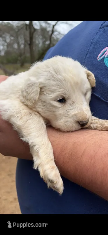 Cooper – Great Pyrenees puppy for sale in Bessemer, AL