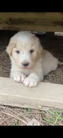 Cooper, a male Great Pyrenees for sale in Bessemer, AL – 2 of 2