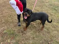 AKC Rottweiler Puppy, a female Rottweiler for sale in Rhoadesville, VA – 4 of 10