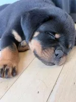 AKC Rottweiler Puppy, a female Rottweiler for sale in Rhoadesville, VA – 7 of 10