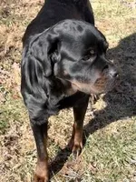 AKC Rottweiler Puppy, a female Rottweiler for sale in Rhoadesville, VA – 5 of 10