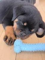 AKC Rottweiler Puppy, a female Rottweiler for sale in Rhoadesville, VA – 9 of 10