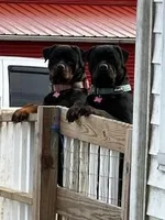 AKC Rottweiler Puppy, a female Rottweiler for sale in Rhoadesville, VA – 10 of 10