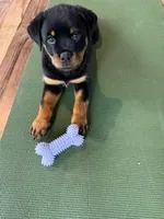 AKC Rottweiler Puppy, a female Rottweiler for sale in Rhoadesville, VA – 3 of 10
