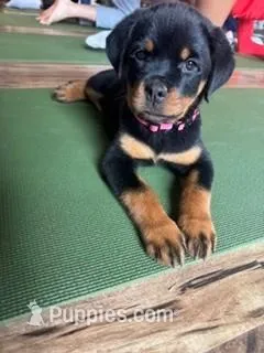 AKC Rottweiler Puppy – Rottweiler puppy for sale in Rhoadesville, VA