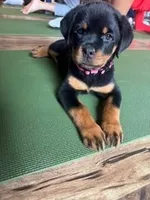 AKC Rottweiler Puppy, a female Rottweiler for sale in Rhoadesville, VA – 1 of 10