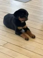 AKC Rottweiler Puppy, a female Rottweiler for sale in Rhoadesville, VA – 8 of 10