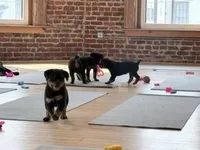 AKC Rottweiler Puppy, a female Rottweiler for sale in Rhoadesville, VA – 6 of 10