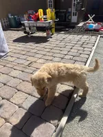 River, a male Golden Retriever for sale in Las Vegas, NV – Photo 6 of 9