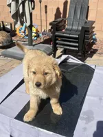 River, a male Golden Retriever for sale in Las Vegas, NV – Photo 2 of 9