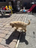 River, a male Golden Retriever for sale in Las Vegas, NV – Photo 8 of 9