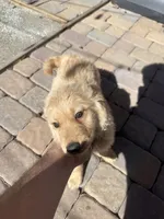 River, a male Golden Retriever for sale in Las Vegas, NV – Photo 4 of 9