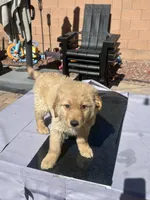 River, a male Golden Retriever for sale in Las Vegas, NV – Photo 1 of 9