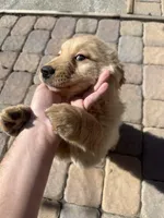 River, a male Golden Retriever for sale in Las Vegas, NV – Photo 3 of 9