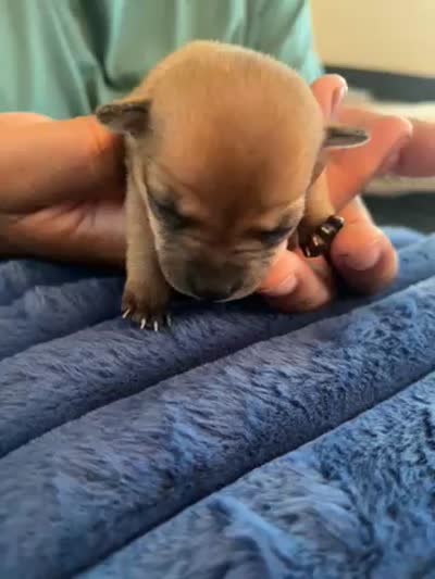 Lila, a female Chihuahua for sale in Dayton, OH – 3 of 3