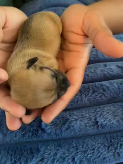 Luna , a female Chihuahua for sale in Dayton, OH – 3 of 3