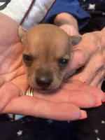 Stella, a female Chihuahua for sale in Dayton, OH – 3 of 4