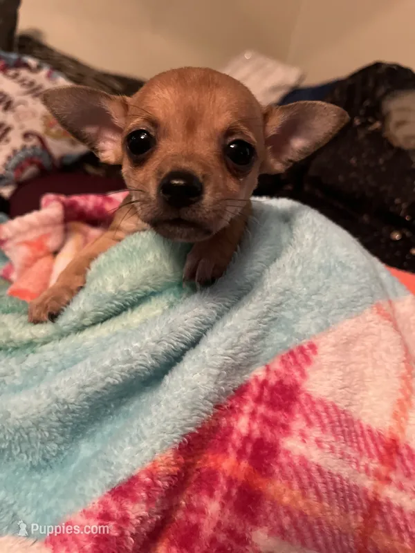 Chihuahua – Chihuahua puppy for sale in Dayton, OH