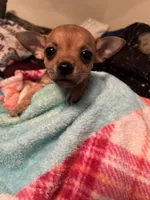 Chihuahua, a female Chihuahua for sale in Dayton, OH – 1 of 2