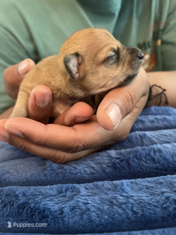 Andy  – Chihuahua puppy for sale in Dayton, OH