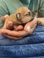 Andy , a male Chihuahua for sale in Dayton, OH – 1 of 2