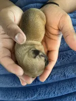 Luna , a female Chihuahua for sale in Dayton, OH – 2 of 3