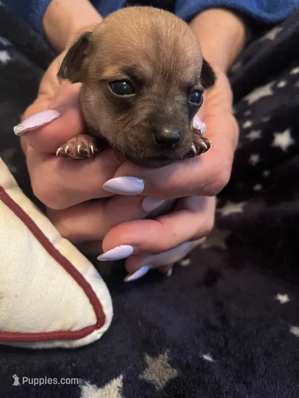 Luna  – Chihuahua puppy for sale in Dayton, OH