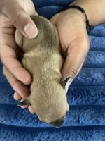 Millie, a female Chihuahua for sale in Dayton, OH – 2 of 3