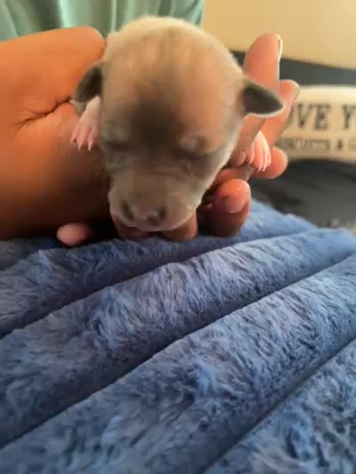 Mig, a female Chihuahua for sale in Dayton, OH – 3 of 3