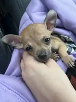 Chihuahua , a female Chihuahua for sale in Dayton, OH – 1 of 2
