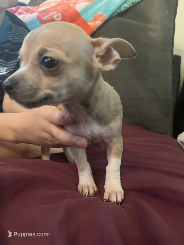 Chihuahua  – Chihuahua puppy for sale in Dayton, OH
