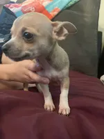 Chihuahua , a female Chihuahua for sale in Dayton, OH – 1 of 2