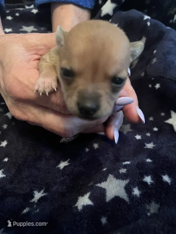 Stella – Chihuahua puppy for sale in Dayton, OH