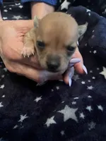 Stella, a female Chihuahua for sale in Dayton, OH – 1 of 4