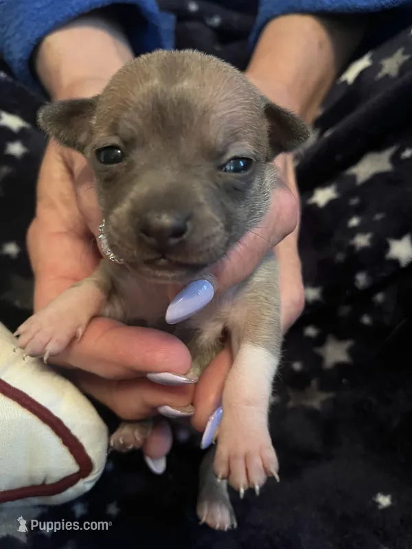 Mig – Chihuahua puppy for sale in Dayton, OH