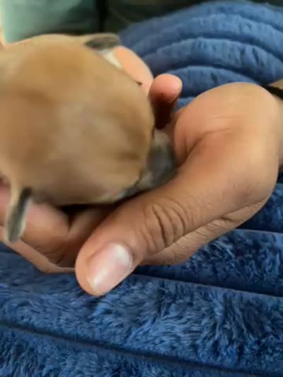 Andy , a male Chihuahua for sale in Dayton, OH – 2 of 2