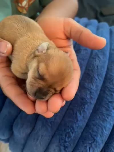 Stella, a female Chihuahua for sale in Dayton, OH – 3 of 3