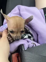 Chihuahua , a female Chihuahua for sale in Dayton, OH – 2 of 2