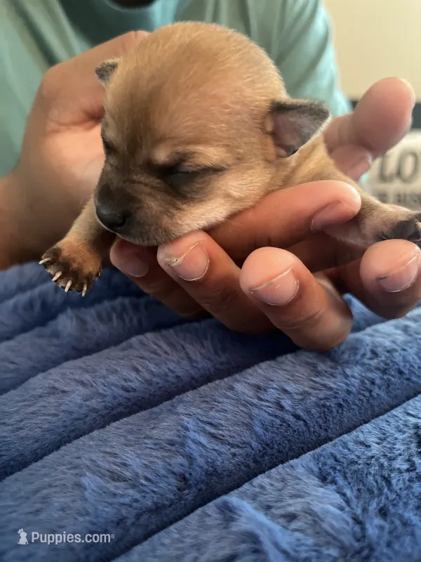 Lila – Chihuahua puppy for sale in Dayton, OH