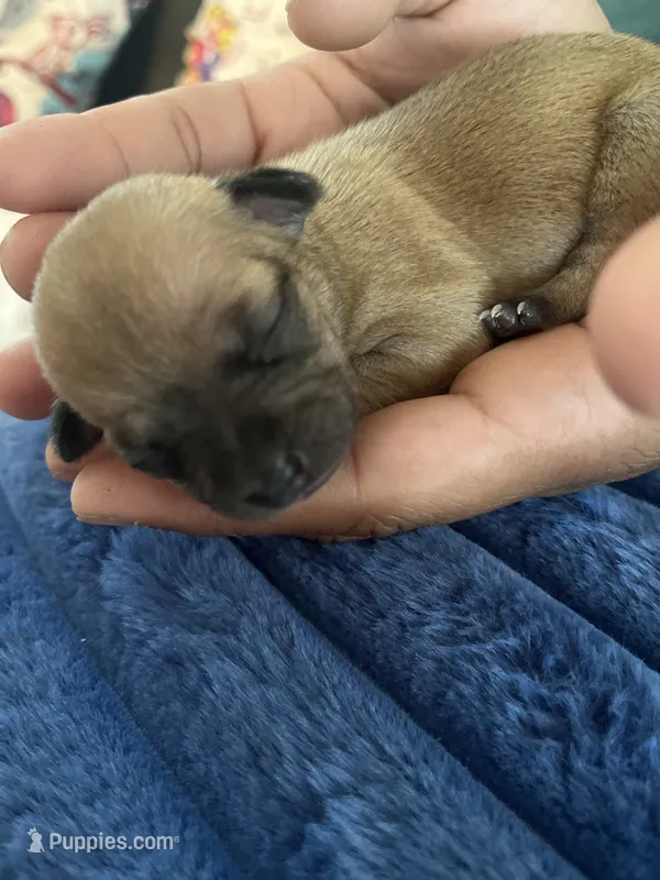 Luna  – Chihuahua puppy for sale in Dayton, OH